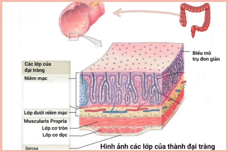 Cách điều trị trĩ hiệu quả - Mô phỏng cấu tạo trực tràng