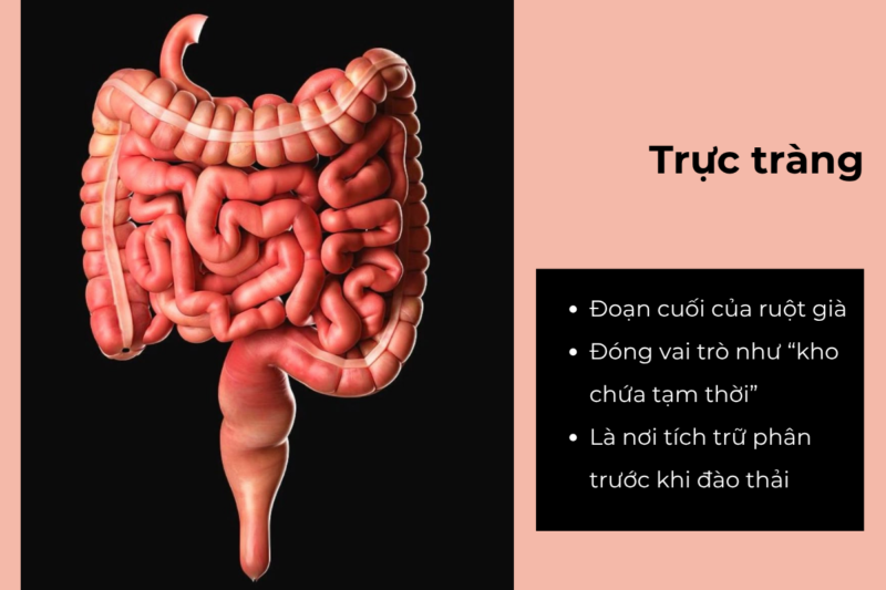 Điều trị trĩ ngoại - Bệnh lý hậu môn, trực tràng