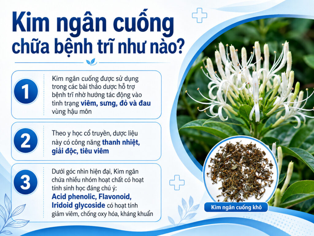 Kim ngân cuống chữa bệnh trĩ như thế nào? 
