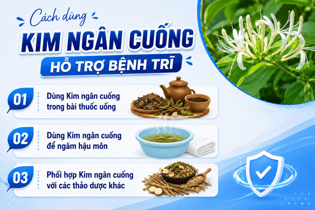 Cách dùng Kim ngân cuống hỗ trợ bệnh trĩ
