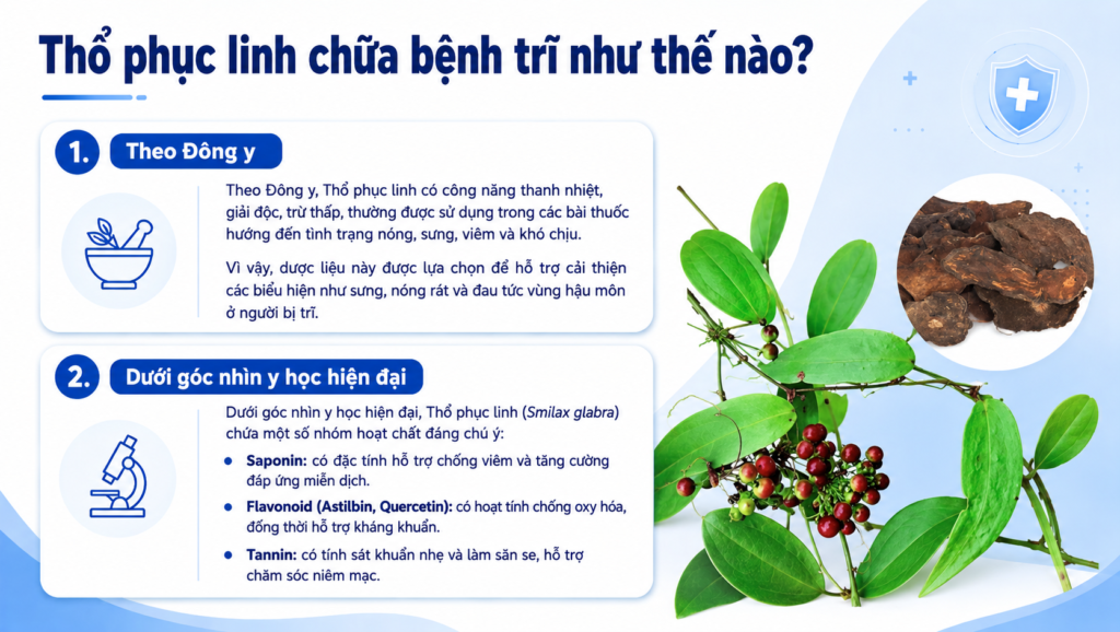 Thổ phục linh chữa bệnh trĩ như thế nào?