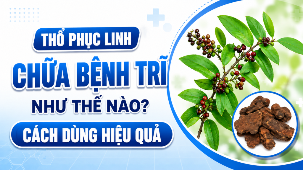 Thổ phục linh chữa bệnh trĩ như thế nào? Cách dùng hiệu quả